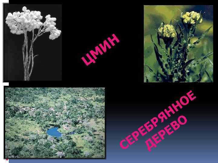 Н И М Ц Е О Н Н Я О Р В Б Е