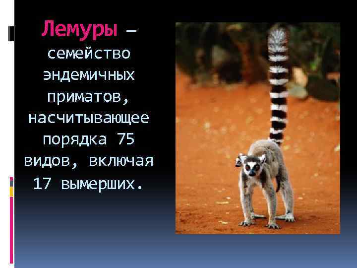Лемуры — семейство эндемичных приматов, насчитывающее порядка 75 видов, включая 17 вымерших. 