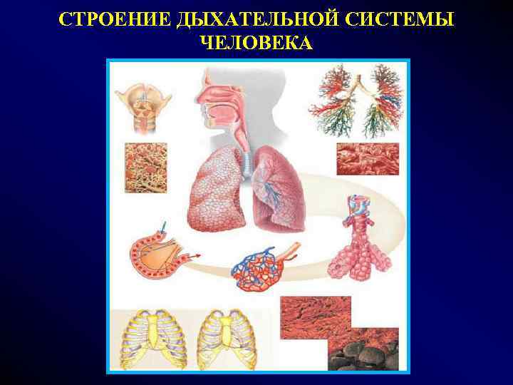 СТРОЕНИЕ ДЫХАТЕЛЬНОЙ СИСТЕМЫ ЧЕЛОВЕКА 