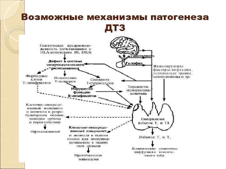 Возможные механизмы патогенеза ДТЗ 