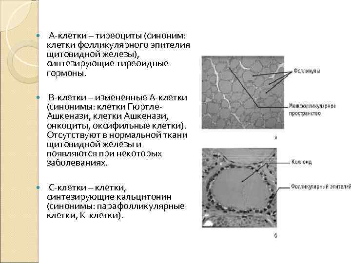  А-клетки – тиреоциты (синоним: клетки фолликулярного эпителия щитовидной железы), синтезирующие тиреоидные гормоны. В-клетки