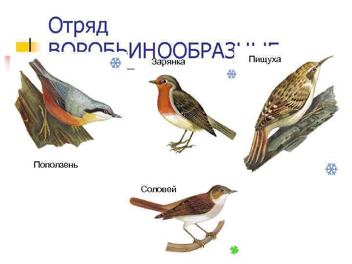 Отряд ВОРОБЬИНООБРАЗНЫЕ Пищуха Зарянка Поползень Соловей 