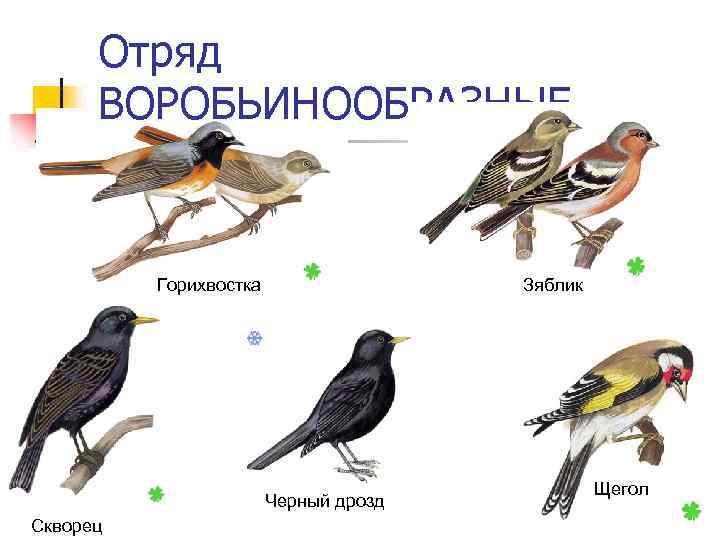 Отряд ВОРОБЬИНООБРАЗНЫЕ Горихвостка Зяблик Черный дрозд Скворец Щегол 