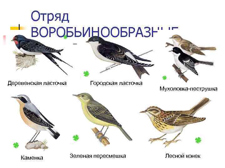 Отряд ВОРОБЬИНООБРАЗНЫЕ Деревенская ласточка Каменка Городская ласточка Зеленая пересмешка Мухоловка пеструшка Лесной конек 