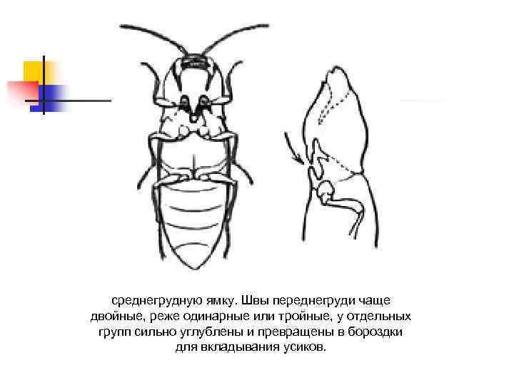 среднегрудную ямку. Швы переднегруди чаще двойные, реже одинарные или тройные, у отдельных групп сильно