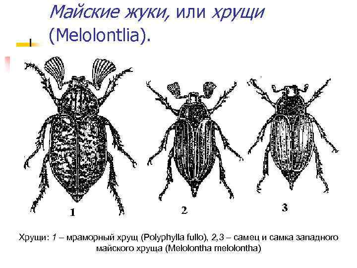 Майские жуки, или хрущи (Melolontlia). Хрущи: 1 – мраморный хрущ (Polyphylla fullo), 2, 3