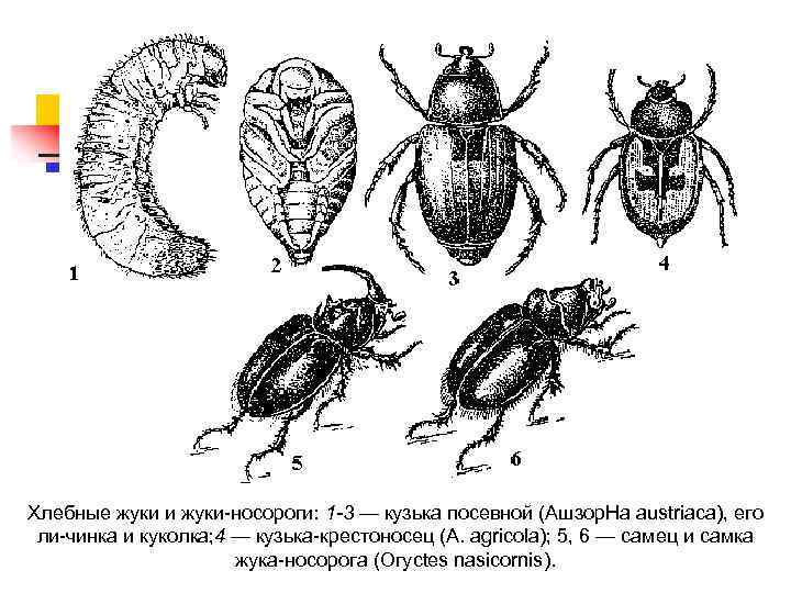 Хлебные жуки и жуки носороги: 1 -3 — кузька посевной (Ашзор. На austriaca), его