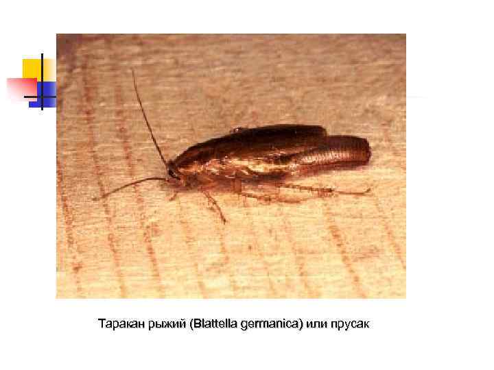 Таракан рыжий (Blattella germanica) или прусак 