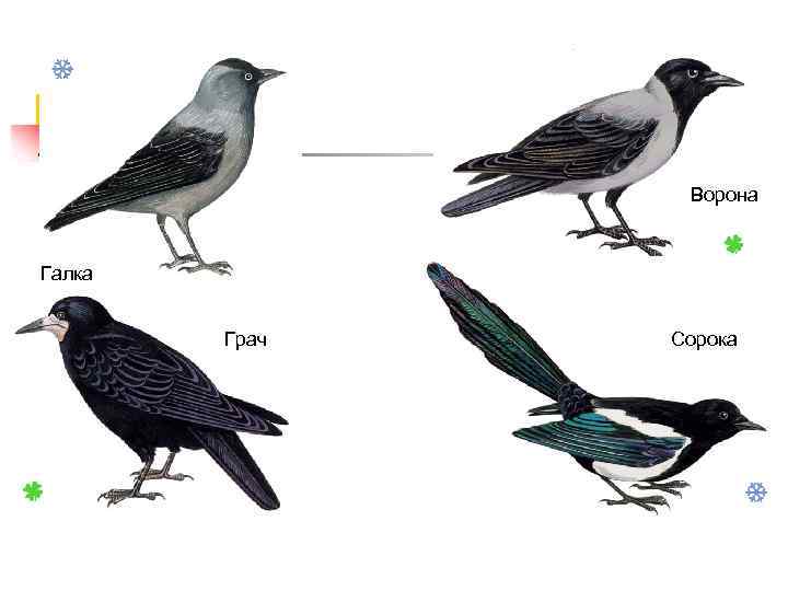 Ворона Галка Грач Сорока 