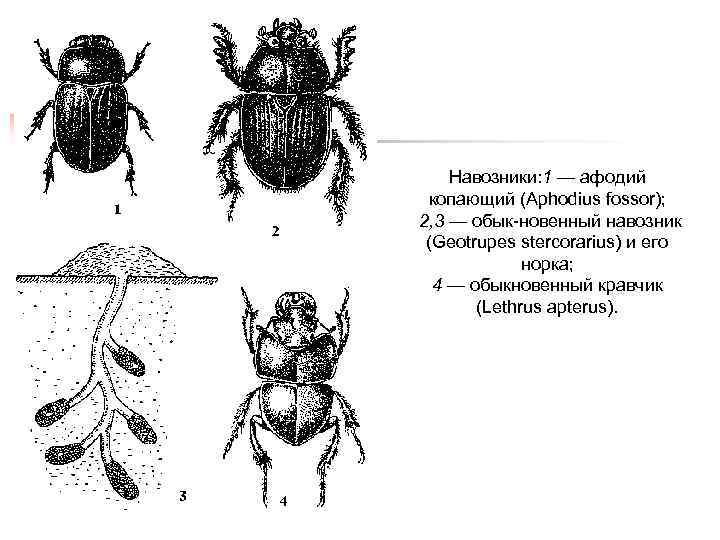 Навозники: 1 — афодий копающий (Aphodius fossor); 2, 3 — обык новенный навозник (Geotrupes