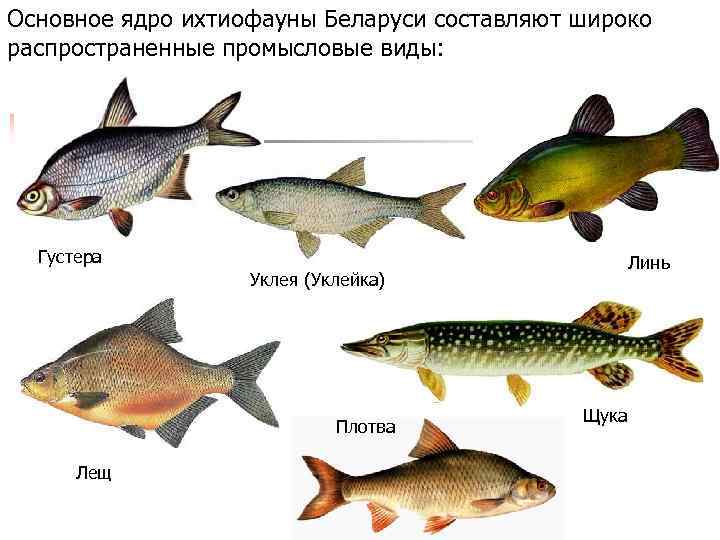 Основное ядро ихтиофауны Беларуси составляют широко распространенные промысловые виды: Густера Линь Уклея (Уклейка) Плотва