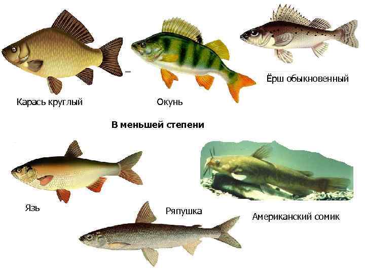 Ёрш обыкновенный Карась круглый Окунь В меньшей степени Язь Ряпушка Американский сомик 