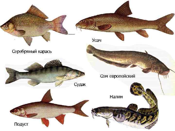 Усач Серебряный карась Сом европейский Судак Налим Подуст 