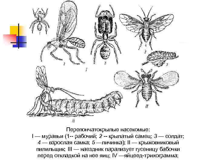 Перепончатокрылые насекомые: I — муравьи (1 рабочий; 2 -- крылатый самец; 3 — солдат;