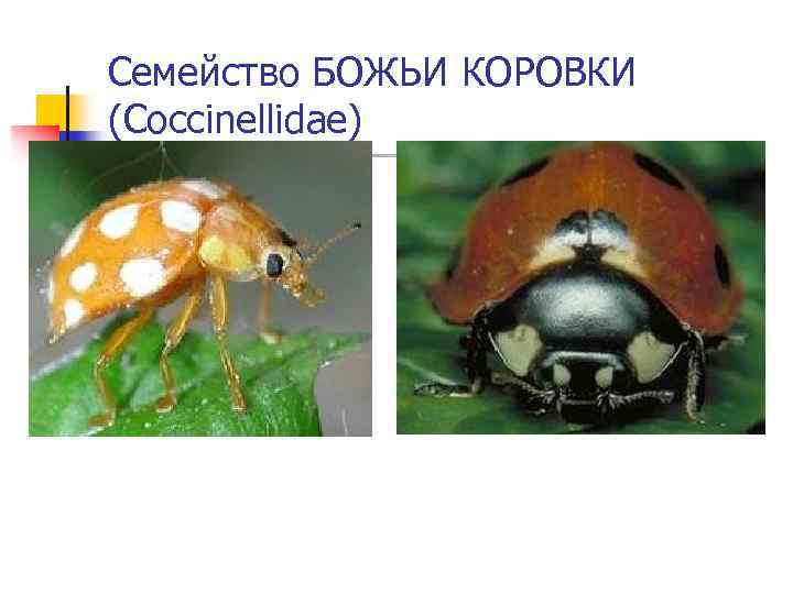 Семейство БОЖЬИ КОРОВКИ (Coccinellidae) 