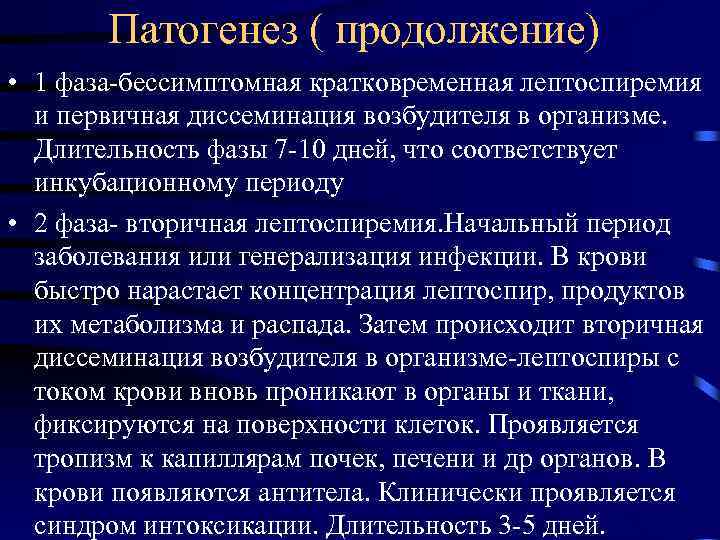 Патогенез ( продолжение) • 1 фаза-бессимптомная кратковременная лептоспиремия и первичная диссеминация возбудителя в организме.