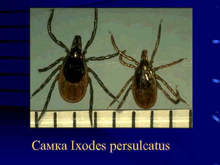 Самка Ixodes persulcatus 