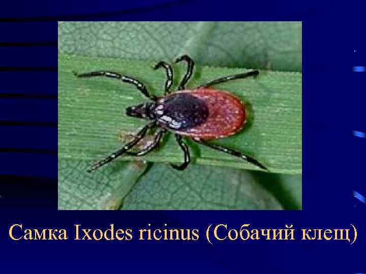 Самка Ixodes ricinus (Собачий клещ) 