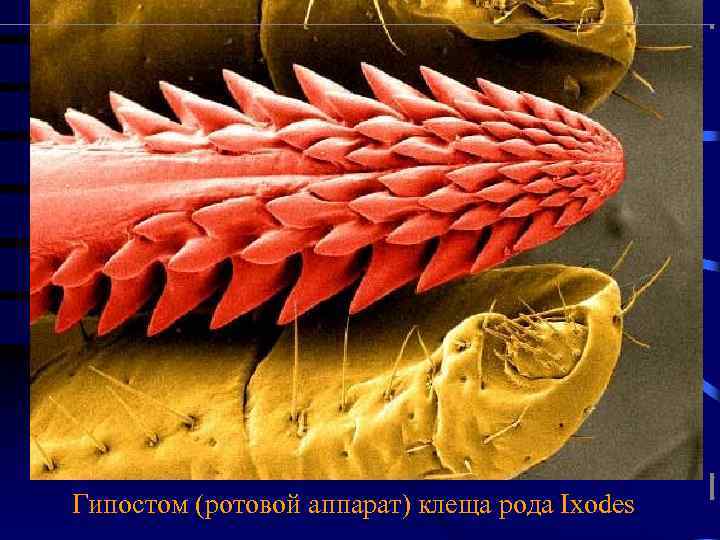Гипостом (ротовой аппарат) клеща рода Ixodes 