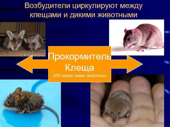 Возбудители циркулируют между клещами и дикими животными Прокормитель Клеща 200 видов диких животных 