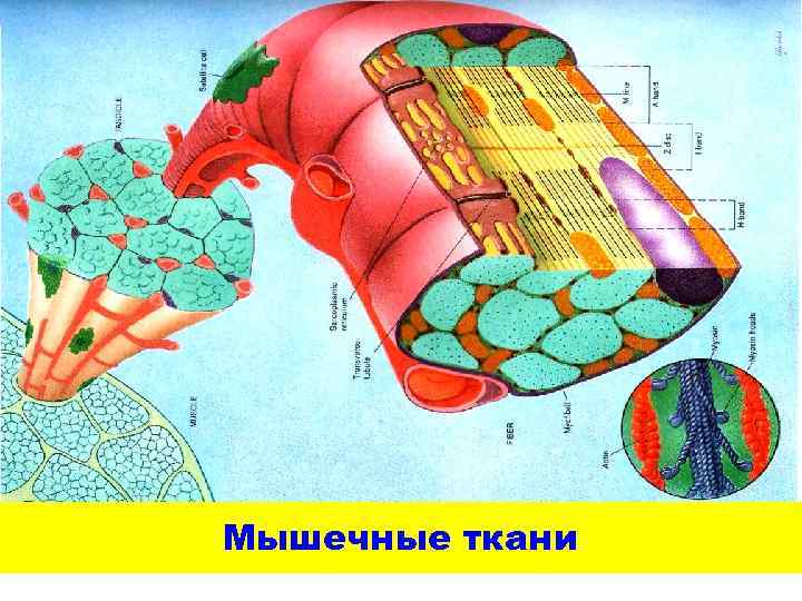 Мышечные ткани 