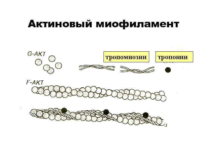 Актиновый миофиламент тропомиозин тропонин 