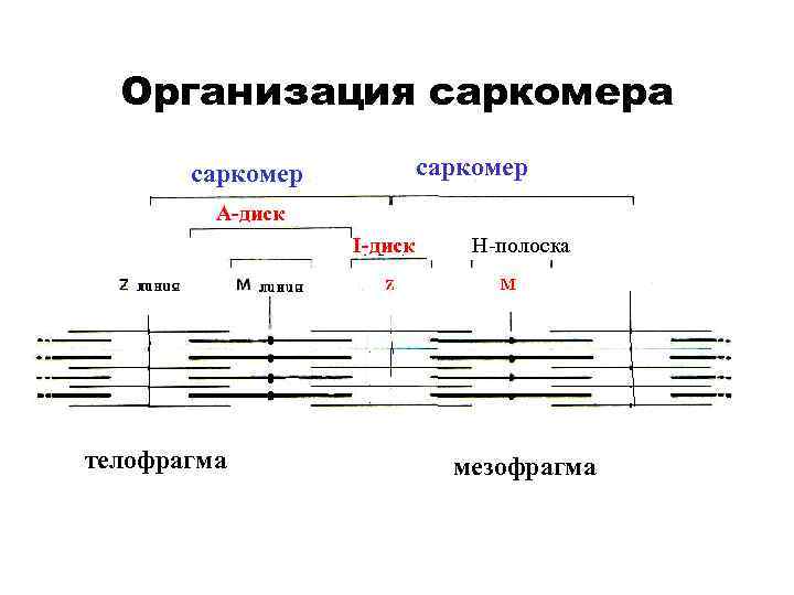 Организация саркомера саркомер А-диск I-диск телофрагма Н-полоска мезофрагма 