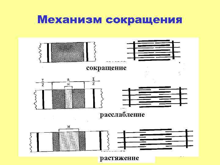 Механизм сокращения сокращение расслабление растяжение 