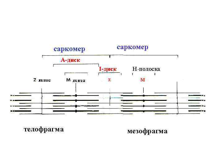 саркомер А-диск I-диск телофрагма Н-полоска мезофрагма 
