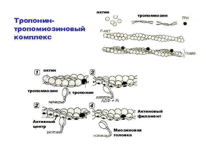актин Тропонинтропомиозиновый комплекс тропомиозин актин тропомиозин Активный центр тропонин Актиновый филамент Миозиновая головка тропонин