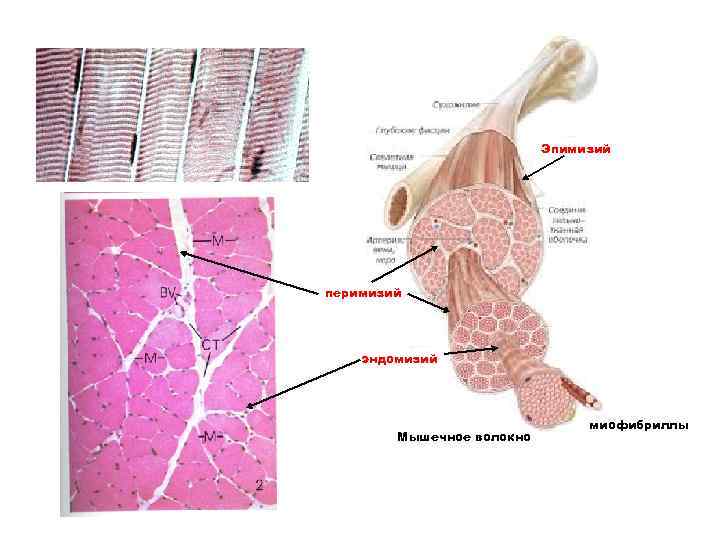 Эпимизий перимизий эндомизий Мышечное волокно миофибриллы 