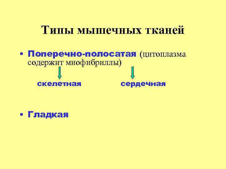 Типы мышечных тканей • Поперечно-полосатая (цитоплазма содержит миофибриллы) скелетная • Гладкая сердечная 
