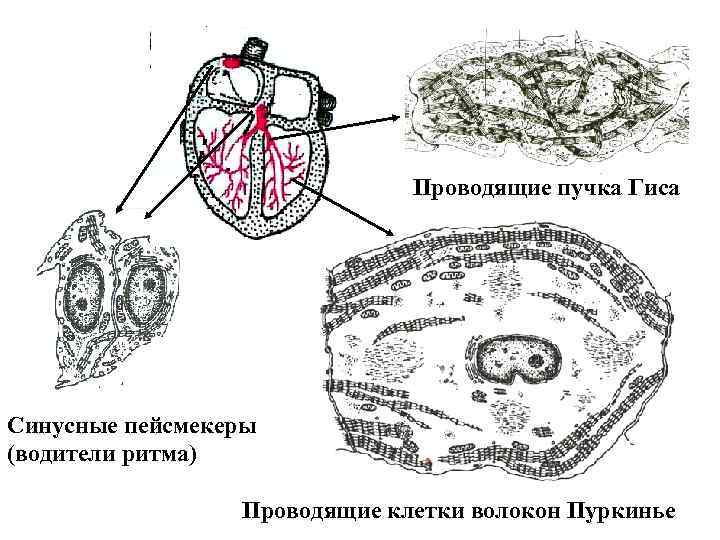 Проводящие пучка Гиса Синусные пейсмекеры (водители ритма) Проводящие клетки волокон Пуркинье 