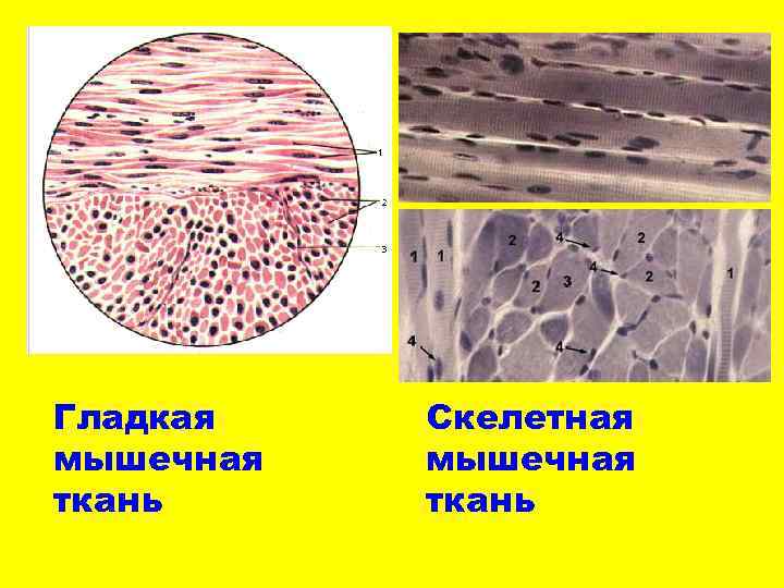 Гладкая мышечная ткань в дерме. Строение мышечной ткани под микроскопом. Мышечная ткань микропрепарат. Сердечная мышечная ткань в продольном и поперечном разрезе. Гладкая мышечная ткань продольный разрез препарат.