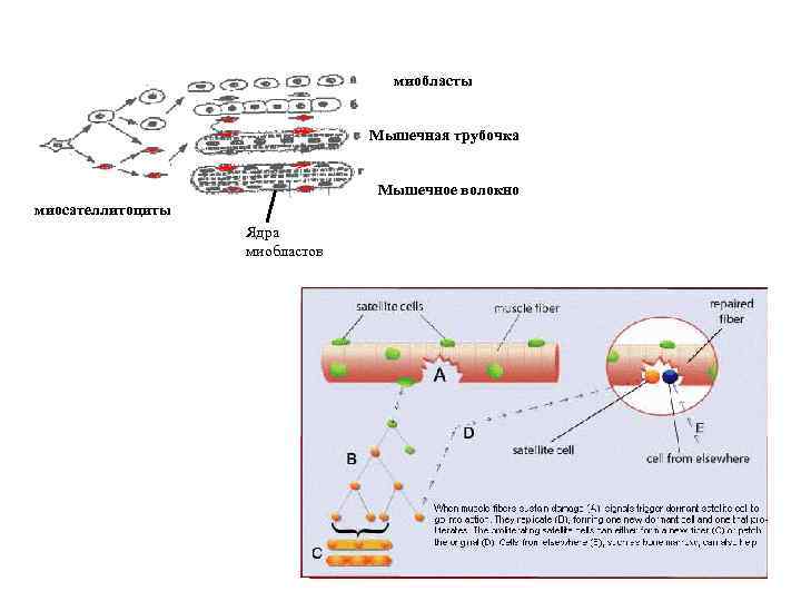 миобласты Мышечная трубочка Мышечное волокно миосателлитоциты Ядра миобластов 