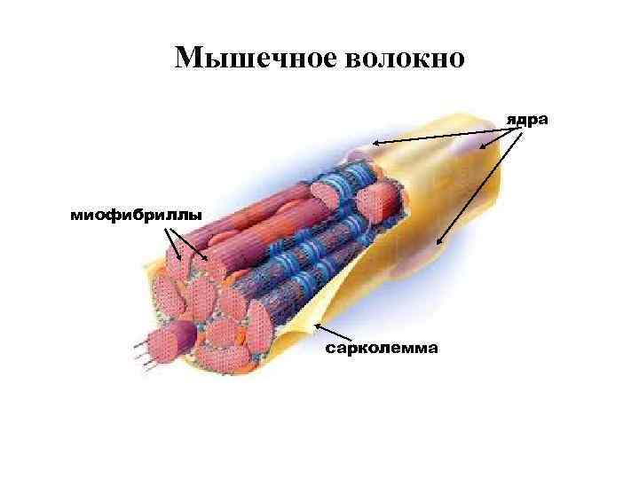 Мышца мышечное волокно. Мышечные волокна структура клетки ядра. Мышечная клетка строение сарколемма. Сарколемма мышечного волокна это. Структура мышечного волокна рисунок.