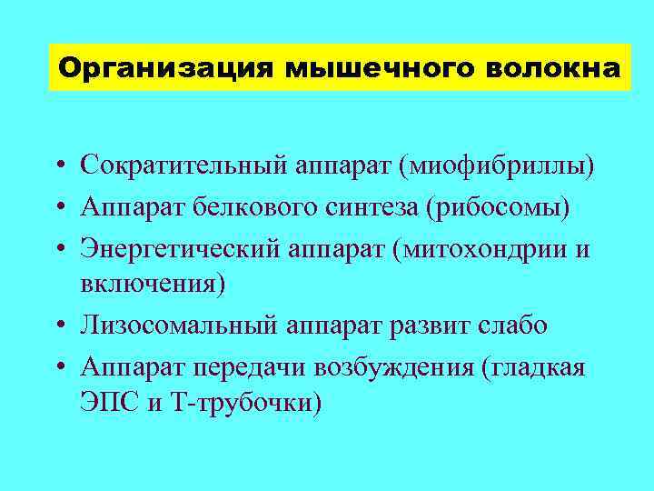Организация мышечного волокна • Сократительный аппарат (миофибриллы) • Аппарат белкового синтеза (рибосомы) • Энергетический