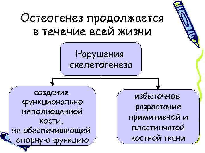 Остеогенез продолжается в течение всей жизни Нарушения скелетогенеза создание функционально неполноценной кости, не обеспечивающей