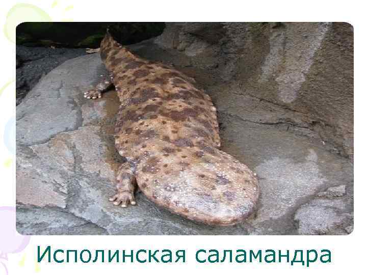 Исполинская саламандра 