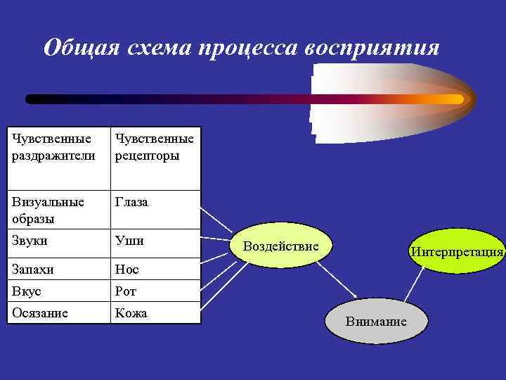 Общая схема процесса восприятия Чувственные раздражители Чувственные рецепторы Визуальные образы Глаза Звуки Уши Запахи