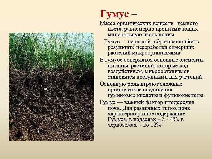 Гумус – Масса органических веществ темного цвета, равномерно пропитывающих минеральную часть почвы Гумус -