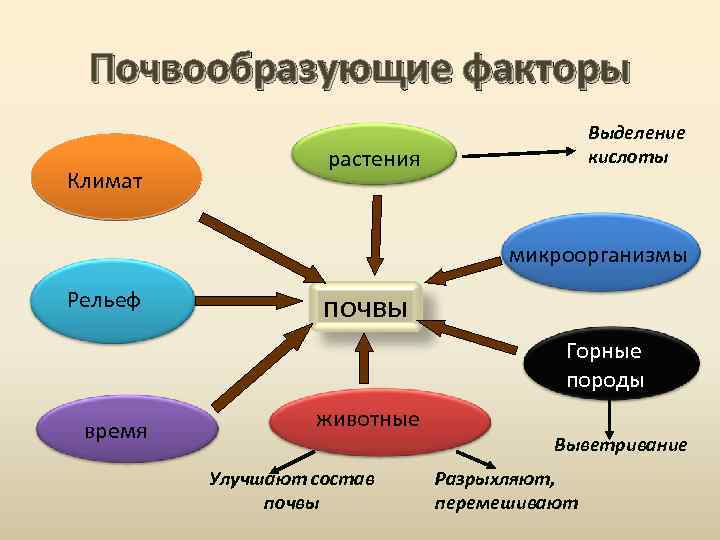 Почвообразующие факторы Климат Выделение кислоты растения микроорганизмы Рельеф почвы Горные породы время животные Улучшают