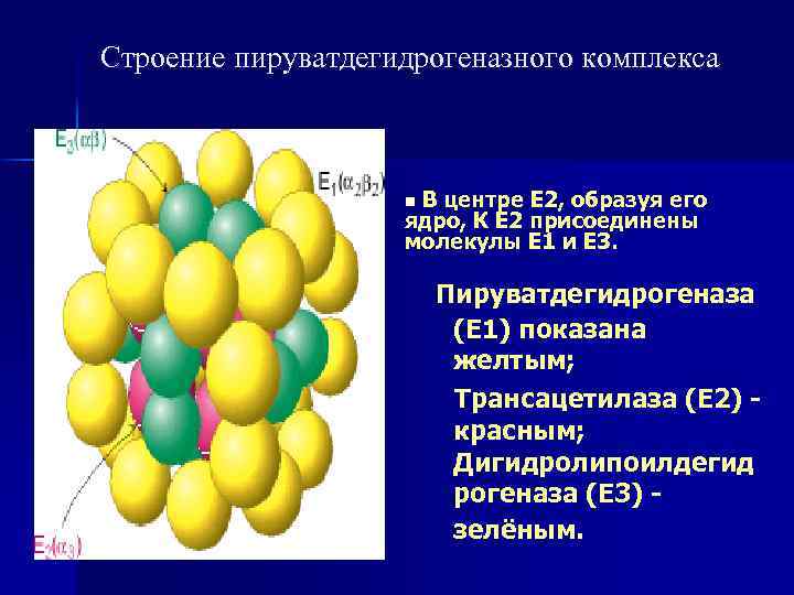 Строение пируватдегидрогеназного комплекса В центре Е 2, образуя его ядро, К Е 2 присоединены