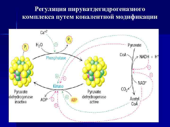 Схема катаболизма гема до образования конечных продуктов