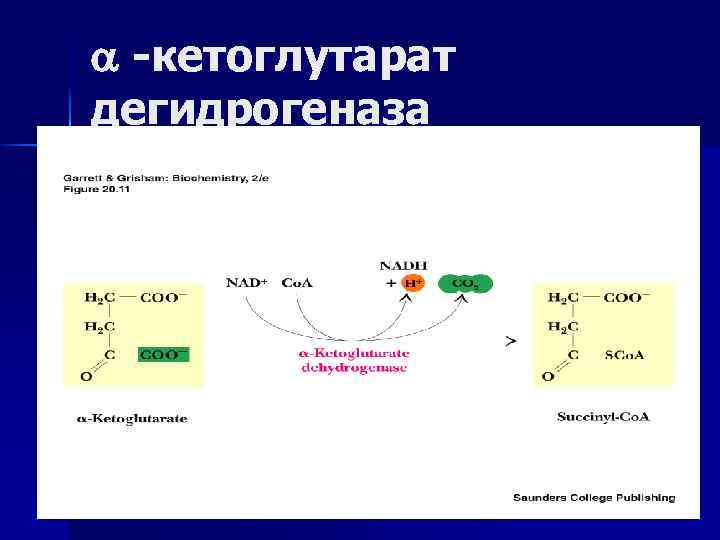  -кетоглутарат дегидрогеназа 