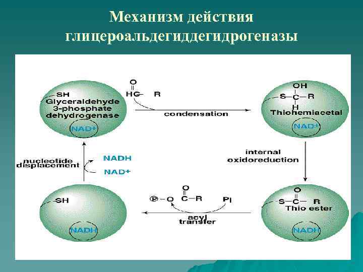 Механизм действия глицероальдегидрогеназы 