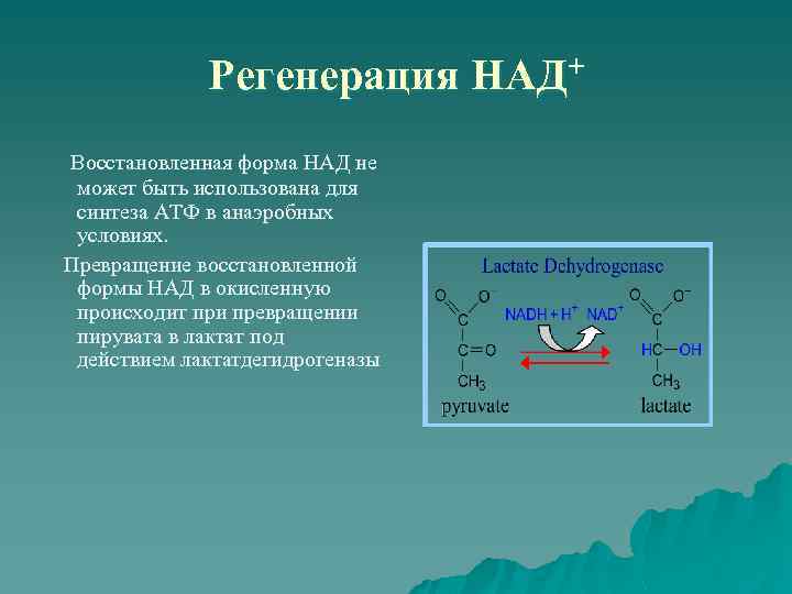 Регенерация НАД+ Восстановленная форма НАД не может быть использована для синтеза АТФ в анаэробных