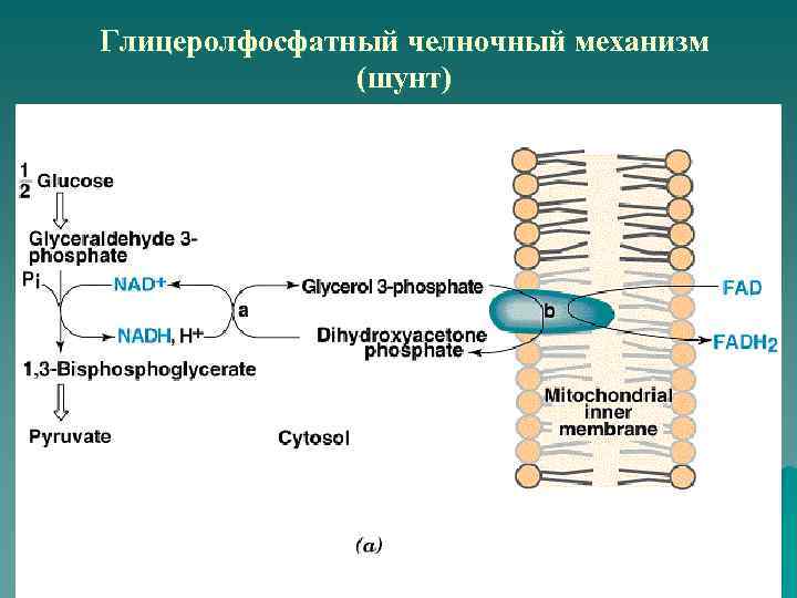 Глицеролфосфатный челночный механизм (шунт) 