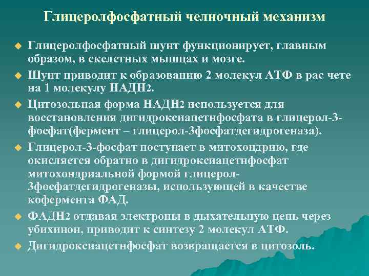 Глицеролфосфатный челночный механизм u u u Глицеролфосфатный шунт функционирует, главным образом, в скелетных мышцах