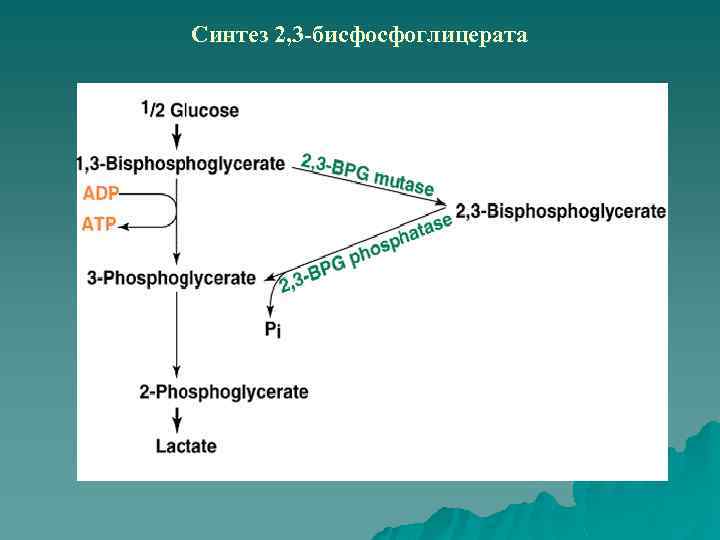 Синтез 2, 3 -бисфосфоглицерата 